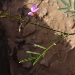 Tephrosia purpurea