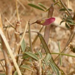Tephrosia purpurea