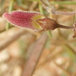 Tephrosia purpurea