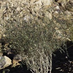 Tephrosia purpurea