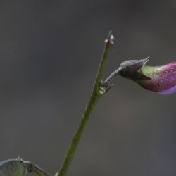Tephrosia purpurea