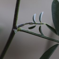 Tephrosia purpurea