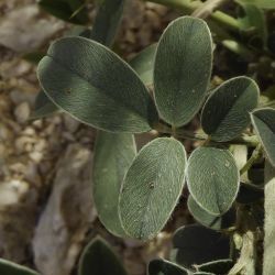 Tephrosia uniflora