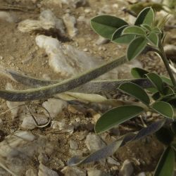 Tephrosia uniflora