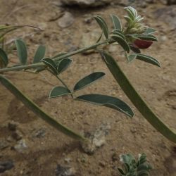 Tephrosia uniflora