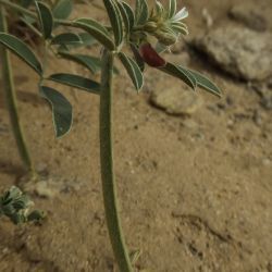 Tephrosia uniflora