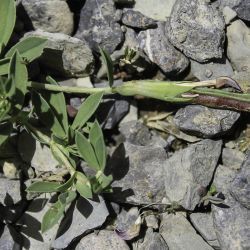 Tetragonolobus maritimus