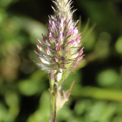 Trifolium angustifolium