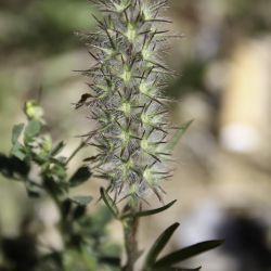 Trifolium angustifolium