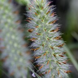 Trifolium angustifolium