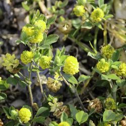 Trifolium campestre