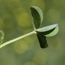 Trifolium fragiferum