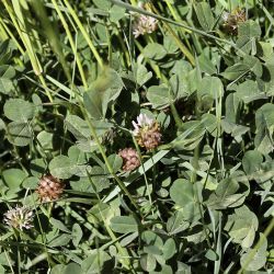 Trifolium fragiferum