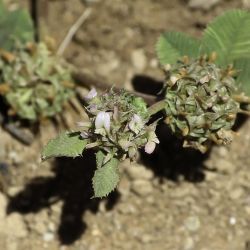 Trifolium glomeratum