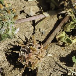 Trifolium glomeratum