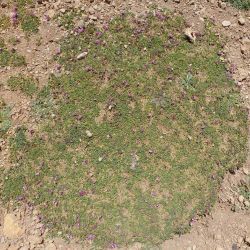 Trifolium humile