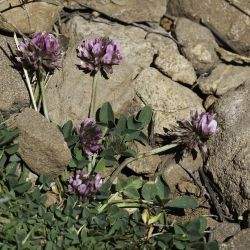 Trifolium humile