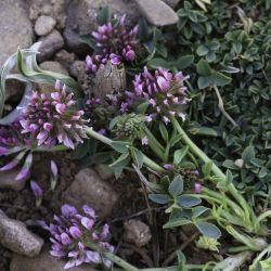Trifolium humile