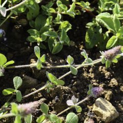 Trifolium ligusticum