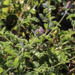 Trifolium ligusticum