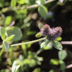 Trifolium ligusticum