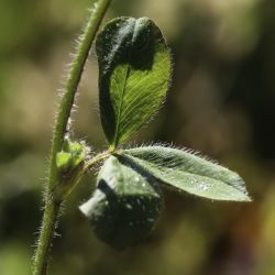 Trifolium ligusticum