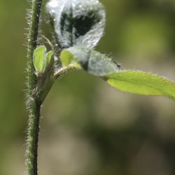 Trifolium ligusticum