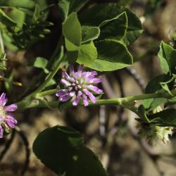 Trifolium resupinatum