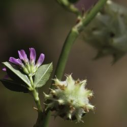 Trifolium resupinatum