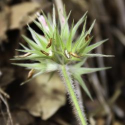 Trifolium stellatum