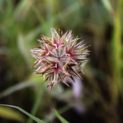 Trifolium stellatum