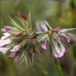 Trifolium stellatum