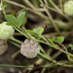 Trifolium tomentosum