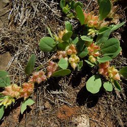 Tripodion tetraphyllum  subsp. tetraphyllum