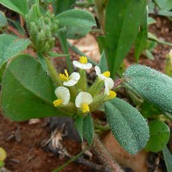 Tripodion tetraphyllum  subsp. tetraphyllum