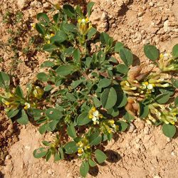 Tripodion tetraphyllum  subsp. tetraphyllum