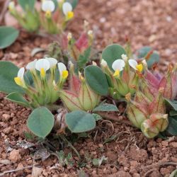 Tripodion tetraphyllum  subsp. tetraphyllum