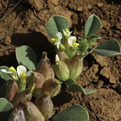 Tripodion tetraphyllum  subsp. tetraphyllum