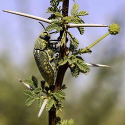 Vachellia flava