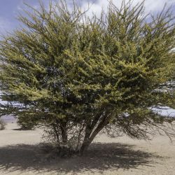 Vachellia flava