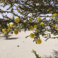 Vachellia flava