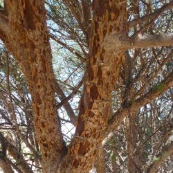 Vachellia flava