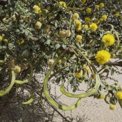 Vachellia flava
