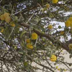 Vachellia flava
