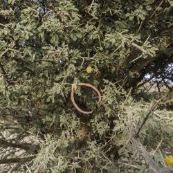 Vachellia flava