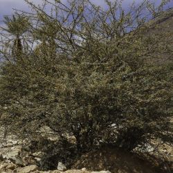 Vachellia flava