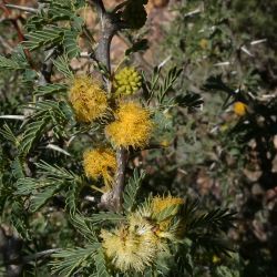 Vachellia gummifera