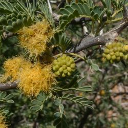 Vachellia gummifera