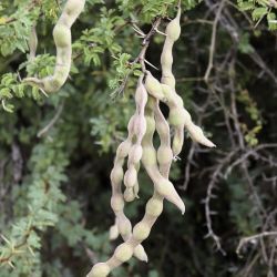 Vachellia gummifera