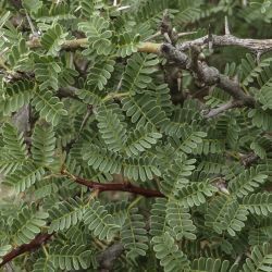 Vachellia gummifera